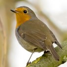 Robin