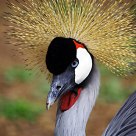 Crane