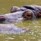 Hippo