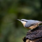 Nuthatch