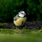 Blue tit 