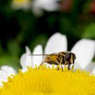 Fly in marguerite