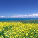 Qinghai Lake.