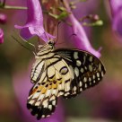 Butterfly -  Papilio demoleus