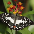 Butterfly -  Papilio demoleus
