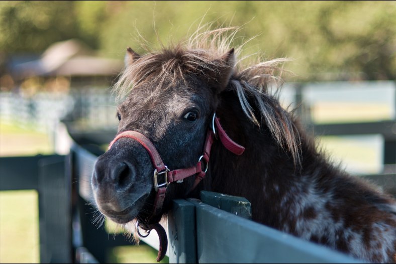 Crazy Pony