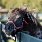 Crazy Pony