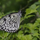 Butterfly - Idea leuconoe