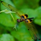 Yellow-striped Flutterer Dragonfly