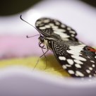 Butterfly - Papilio demoleus