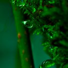 Drenched