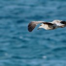 Seagull
