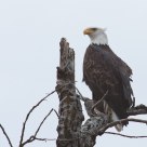 Bald eagle in the morning