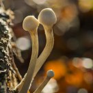 Mushrooms