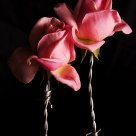 Rosas y espinas