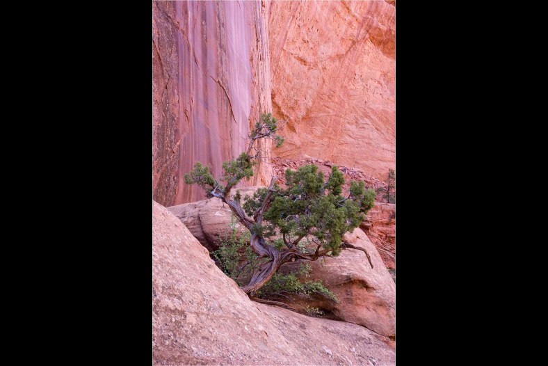 'Canyon Greenery'
