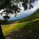 The tree shade