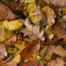 Autumn leaves