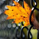 Fall interrupted