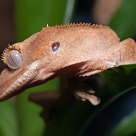 Crested Gecko