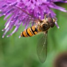 Hover fly on a thistle