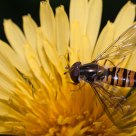Hover fly on a dandelion