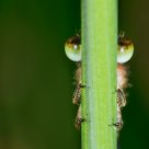 Peek a Boo