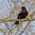 'Red Winged Blackbird