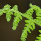 Fiddlehead Fern
