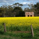 Fields of Gold