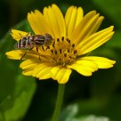 working bee