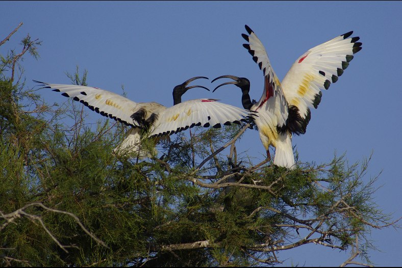 ibis