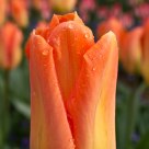 Tulip