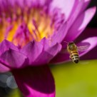 Pollination