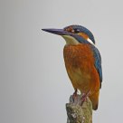 Kingfisher