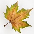 Just a leaf