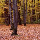 Fall in Gatineau Park