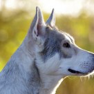 Kyan