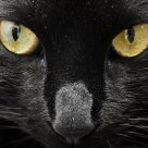 Susi the cat