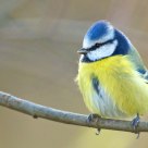 Bluetit