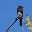 Black Phoebe
