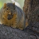 Don't Bother Me. I'm Eating!
