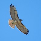 Red Shouldered Hawk