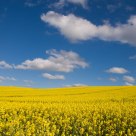 Canola field in Spring