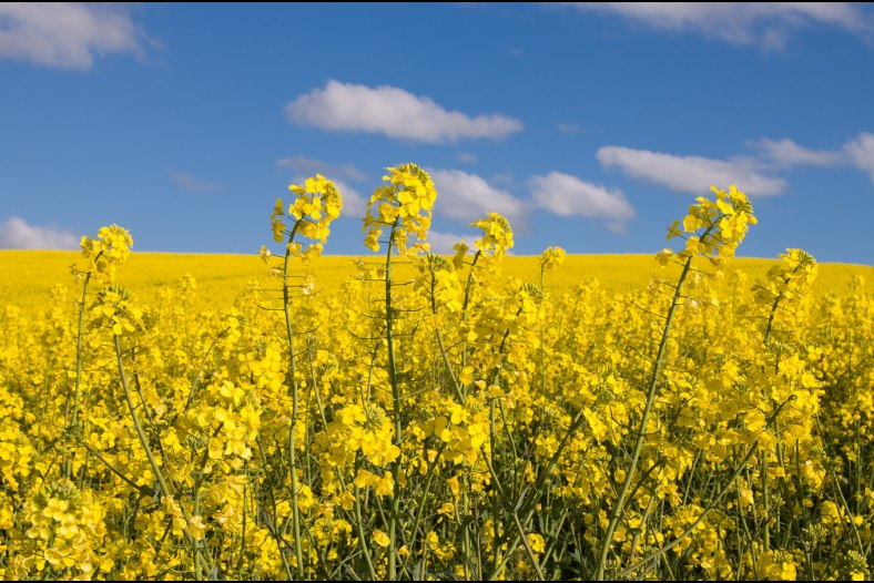 Canola flowers