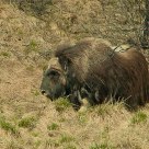 Ovibos moschatus/ Norway