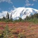 Late Fall Colors at Mt Rainer