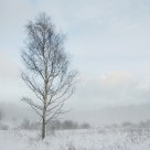 Lonely Birch
