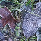 Late Autumn