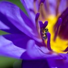 Tiny Pollinator 